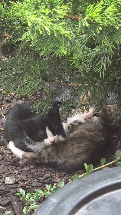 Two kittens are resting on wood mulch under a coniferous tree in Bania, Bulgaria. The kitten on the left is black and white, curled up with its eyes closed. The kitten on the right is a tabby, with its eyes open and looking towards the camera. Both kittens appear to be young and are nestled close together for warmth and comfort. The environment is natural, with branches of the tree overhead and green foliage in the foreground.
