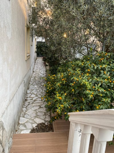 An outdoor scene in Kunje, Montenegro, depicts a narrow, winding pathway constructed from irregular light-colored stone slabs set in mortar. The path extends from the lower center of the frame towards the background. To the left, a building wall with a textured, light beige finish features a window opening with a pale yellow frame. The lower section of this wall transitions to a rough, light grey concrete foundation. To the right of the path, a dense bush with dark green leaves is heavily laden with numerous small, ovoid, bright orange fruits. Behind this fruiting bush, a larger tree with slender, grey-green foliage is visible, through which sunlight filters. In the immediate foreground, two steps with brown, tile-like treads descend towards the path. A white, fluted concrete railing, showing signs of wear and chipping, occupies the lower right quadrant, bordering the steps. Dark organic debris, consistent with fallen leaves, is scattered on the path near the base of the steps. The path culminates in a darker, obscured area, possibly a doorway or gate, in the far background. No individuals or animals are present.