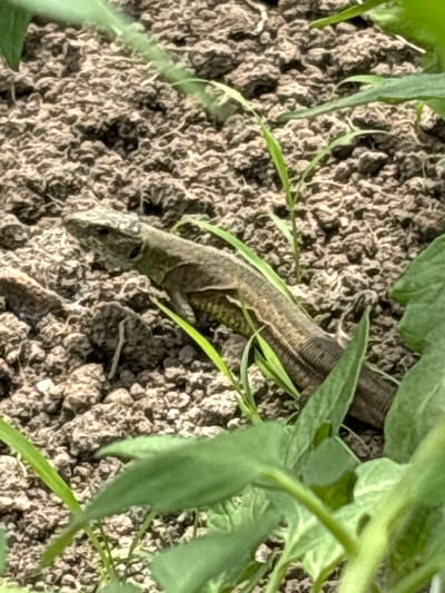 A lizard, likely a sand lizard (Lacerta agilis), is partially visible amongst clods of dirt and green foliage. The lizard is oriented diagonally across the frame, with its head pointing towards the lower left corner and its tail obscured by leaves and dirt in the upper center. The location appears to be outdoors, potentially in a garden or agricultural setting based on the disturbed soil. Given the prompt's location detail, the scene is likely located in Pchelnik, Bulgaria, with the elements showing some form of cultivated garden or agricultural land with the lizard as part of local fauna. There are no people visible in the image.