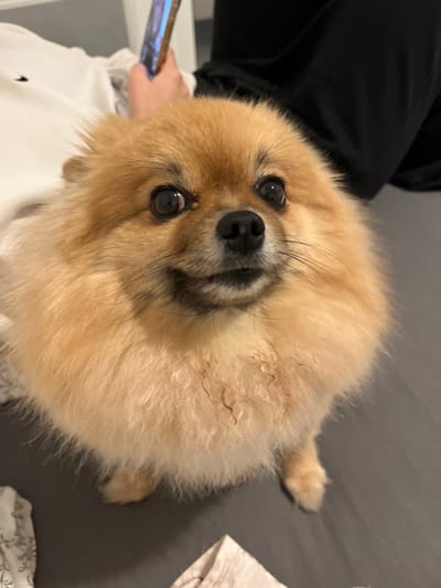 The image displays a light brown Pomeranian dog positioned centrally, facing forward with an alert expression. Its dark eyes are directed slightly upwards, and its nose is black. The dog's fluffy fur shows some textured or matted areas on its chest. It rests on a flat, dark grey surface. In the upper left background, a human hand holds a smartphone with a reflective screen, partially obscured by a white garment featuring a dark detail. A portion of dark clothing, likely black, is visible in the upper right background. Crumpled white fabric is present on the grey surface in the lower corners. No visual identifiers within the image indicate the specific location to be Cannes, France.