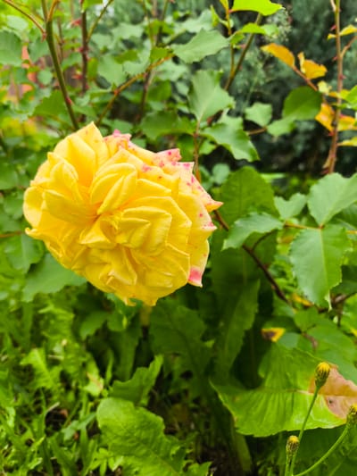 This is a close-up, eye-level, vertical shot of a bright yellow rose in full bloom, set against a backdrop of lush green foliage. The rose is the primary subject, filling the left side of the frame. Its petals are densely packed, creating a ruffled, intricate appearance. Some of the outer petals show hints of pink speckling.

The rose is part of a rose bush, with thorny stems and vibrant green leaves visible behind and around the flower. In the lower right of the image, several unopened yellow flower buds on thin stems are visible, suggesting a garden setting with ongoing blooming. The background is a blur of darker green foliage, possibly other bushes or trees, and some out-of-focus yellow and green leaves from the rose bush itself. The overall impression is one of natural beauty, possibly in a garden or park in Pokrov, Russia, during the daytime. The lighting appears to be natural and diffused, suggesting it could be an overcast day or a shaded area, as there are no harsh shadows. The image conveys a sense of freshness and the quiet beauty of nature. There is no visible text.