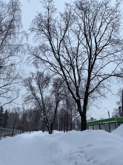 The image depicts a snow-covered urban park or treed area in Nizhnekamsk, Russia, under an overcast, light gray sky. A narrow, unpaved path, approximately 1.5 meters wide, extends from the foreground toward the background, curving slightly to the left, marked by footprints in fresh snow. Snow drifts, up to 1 meter high, line both sides of the path, with particularly large accumulations on the right.
Dominating the scene are numerous deciduous trees, primarily bare of leaves, characteristic of winter. Several large trees with dark, thick trunks and intricate branch networks stand prominently on the right side and along the path. Smaller, thinner trees, some resembling birches with lighter bark, are visible further back. A sparse layer of snow dusts some branches.
On the far right, partially obscured by a large snowdrift, is a low-rise, rectangular structure with a green roof and large windows, possibly a kiosk or small building. Two dark, curving lampposts are visible; one on the left, another near the obscured building. In the far left background, a dark fence with vertical bars is partially visible behind trees. No people, animals, or vehicles are present.