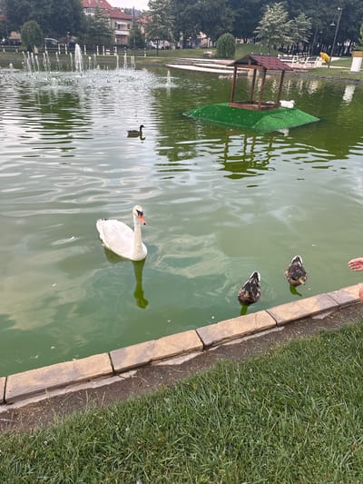 A tranquil park scene unfolds in Samokov, Bulgaria, centered around a placid green pond. The water is adorned with several playful fountains in the background, their sprays reaching towards the overcast sky. A white swan gracefully glides across the water's surface, its reflection shimmering below. Nearby, three ducks are also present, two of which are swimming close together, their patterned feathers visible. In the distance, a small, artificial island with a wooden shelter provides a resting spot for a white duck. The pond's edge is bordered by a stone walkway and lush green grass, suggesting a well-maintained public space. Trees line the perimeter of the park, and buildings are visible in the far background, indicating the park's urban setting within Samokov. A human hand is visible in the lower right corner of the image, suggesting a visitor's presence.