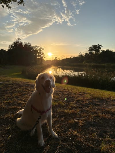 A golden retriever sits facing the camera in a grassy area with a body of water in the background. The sun is setting, casting a warm glow on the scene. The dog is wearing a pink harness and a leash. The environment appears to be a park or natural area. The image was taken in Tampa, Florida, United States of America.