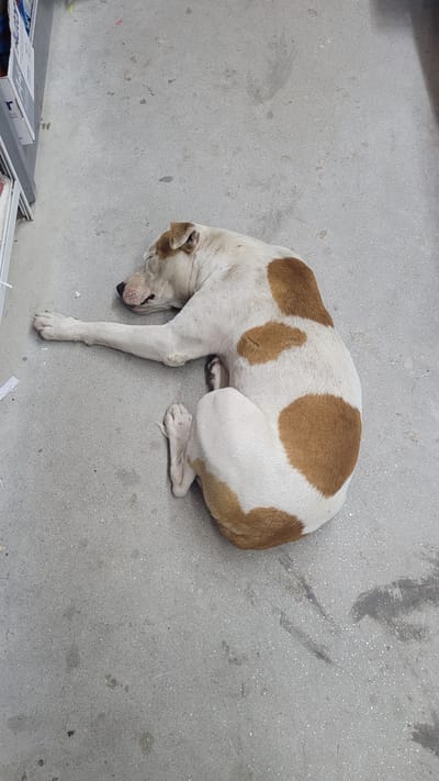 A medium-sized dog with white fur and large brown spots is lying on a gray concrete floor. The dog is curled up with its head resting on its extended front paw. Parts of a white and gray object are visible in the lower left corner. The location is assumed to be San Fernando del Valle de Catamarca, Argentina, based on the prompt.