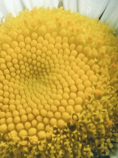 This is a close-up, macro photograph of the center of a daisy flower, possibly taken in or near Akbasheva, Russia. The image focuses on the disc florets and the petals. The disc florets are a bright yellow, appearing as numerous small, tightly packed spherical shapes arranged in a spiral pattern. Some of these florets show tiny orange tips. Surrounding the disc florets are the white ray florets, only partially visible at the top of the frame. The lighting creates some shadows and highlights, emphasizing the texture and three-dimensional quality of the flower's reproductive parts. The background is blurred, drawing all attention to the intricate details of the daisy's center. There are no people or specific environmental details of Akbasheva visible in this close-up.