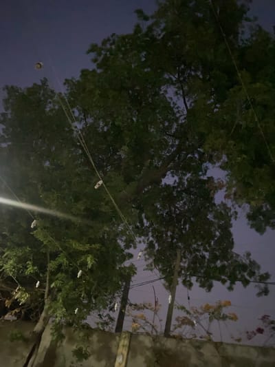A nighttime, low-angle shot shows trees and overhead string lights against a dark blue sky. The leaves of the trees are dark green, obscuring much of the sky and creating a dappled effect. Several small, white string lights are visible, hanging at intervals along thin wires that stretch across the frame. In the upper left portion of the image, a single, more prominent light, possibly a lantern or decorative bulb, hangs suspended. In the lower half of the image, the tops of some flowering plants with yellow and pink blooms are visible, interspersed with more string lights. A concrete wall runs along the bottom of the image, and a wooden post is partially visible on the right. The scene appears to be outdoors, potentially in a park or garden area.