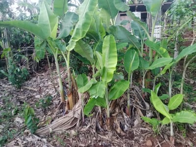 This image displays an outdoor scene in Kiangochi, Kenya, focusing on a dense cluster of banana plants (Musa genus) growing from reddish-brown soil. Multiple plants are visible, exhibiting various stages of growth from young saplings with bright green leaves to more mature stalks. The ground is extensively covered with fallen, dry banana leaves and other organic debris, with smaller green vegetation interspersed. The bases of several mature plants show dried, fibrous sheaths and some reddish-purple discoloration. In the upper right background, a partial view of a structure featuring corrugated metal sheeting is discernible, indicating human habitation. Denser, darker green foliage occupies the left background. The scene is illuminated by natural, diffused daylight. No individuals, animals, or active interactions are depicted.