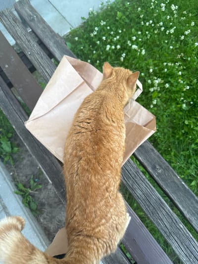 An overhead, eye-level shot shows an orange tabby cat sitting on a wooden park bench. The cat is facing away from the camera, looking down into a crumpled brown paper bag. The bag is partially open and rests on the bench next to the cat. The bench is made of weathered wooden slats and is situated on a paved walkway next to a patch of green grass dotted with small white flowers. The background is blurred, suggesting it is an outdoor, possibly urban environment, consistent with a park in Olaine, Latvia. There are no visible people in the image, only the cat and its surroundings.