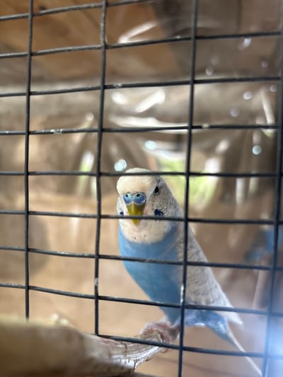 An indoor close-up shot shows a parakeet inside a cage, viewed through the bars. The parakeet has a white head with blue markings around its eyes, a yellow beak, and a predominantly light blue body with speckled white and grey wings. It is perched on a wooden branch. The background is blurred, suggesting it is inside a building. The setting is identified as Armavir, Armenia.