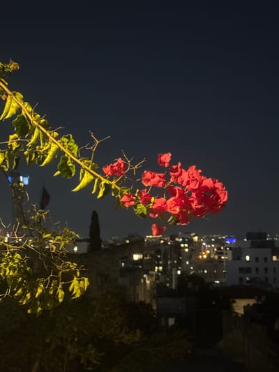 In Ramat Gan, Israel, a photograph captures a close-up view of bougainvillea flowers in vibrant pinkish-red hues, set against a backdrop of a nighttime cityscape. The flowers, clustered on a branch with green leaves, are illuminated, drawing the viewer's eye. Below and behind the foreground flora, the lights of buildings and streetlights create a soft, bokeh effect, indicating a densely populated urban environment. The dark sky suggests the late hour. The scene is devoid of any discernible individuals or active events, presenting a still, ambient portrait of a city at night.