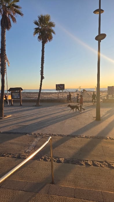 The image, correctly oriented, displays a vibrant beach promenade scene in Complejo Residencial De Vera, Spain, captured during the golden hour of either sunset or sunrise. The sky graduates from a clear, bright blue overhead to a warm, soft orange and yellow glow near the horizon, illuminated by the low-lying sun.
On the left, several tall palm trees with lush green fronds line the edge of the paved promenade. Their elongated, distinct shadows, along with those cast by street light posts and people, stretch across the walkway, indicating the low angle of the sun. In the mid-ground, beyond the promenade, lies a wide, sandy beach that meets the calm ocean in the distance.
The promenade is frequented by several individuals. Prominently in the center, a person is walking two dark-colored dogs, both casting long shadows. Other figures are visible further down the promenade and on the beach, engaged in leisurely activities. Various informational signs or small structures are sparsely located along the beach side of the promenade; however, any text on them is not clearly legible. A metallic railing, likely part of a ramp or steps, gleams in the golden light in the lower right foreground. The overall atmosphere is serene and inviting, depicting a relaxed evening or morning stroll by the sea.