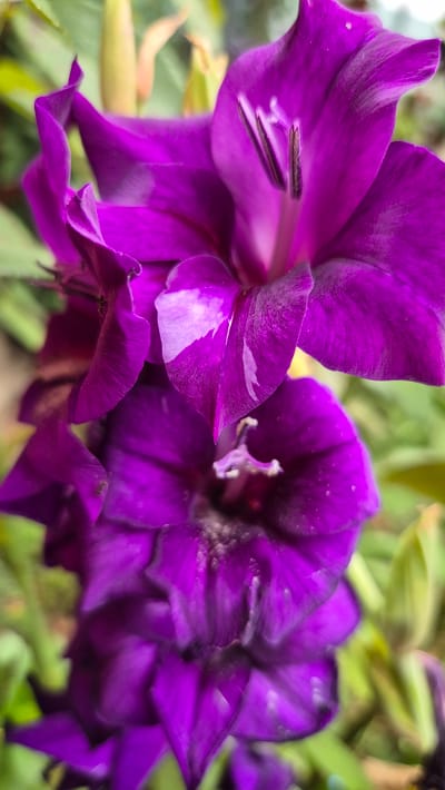 A close-up, vertical, outdoor photograph captures a cluster of vibrant purple gladiolus flowers in full bloom. The flowers are the primary subject, with their petals unfurling and overlapping. The lighting highlights the rich color and delicate texture of the petals, with some areas appearing slightly glossy due to moisture or light reflection. Hints of green foliage and unfurled buds are visible in the soft, blurred background, suggesting a garden or natural setting. The image's focus is sharp on the flowers, while the surroundings are out of focus, creating a depth-of-field effect. No people or specific landmarks of Doirentsi, Bulgaria, are discernible in this image.