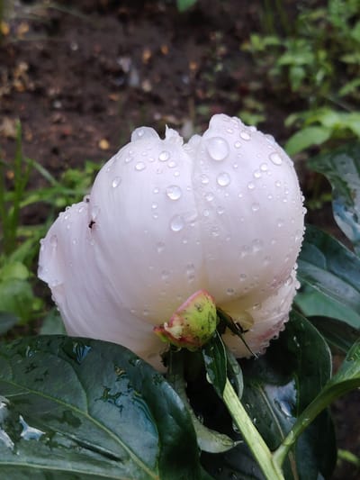 The image shows a close-up of a light pink peony flower after a rain shower in Balashikha, Russia. The petals are covered in numerous water droplets, which glisten in the soft light. Two small black ants are visible on the flower's petals, and another is on a green leaf in the foreground. The flower bud, a mix of green and pink, is also present. The background is blurred, showing dark soil and some green foliage, suggesting a garden setting. The overcast sky and the water on the plants indicate it's likely a cool, damp day, possibly morning or late afternoon given the diffused lighting. No text is visible in the image.