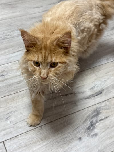 This is a close-up, high-angle, eye-level shot of an orange tabby cat standing on a light-colored wooden floor. The cat is facing the camera and looking slightly down and to the left. Its fur is long and somewhat fluffy, with darker orange stripes visible on its head and body. The cat has bright yellow eyes and long white whiskers. Its front left paw is extended forward, and its claws are slightly visible. The wooden floor has a light gray and white wood grain pattern. There are no people or other objects visible in the image. The scene does not contain any contextual information that would allow for a determination of its location within the city of Mykolaiv, Ukraine.