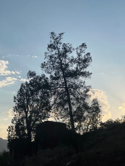 The image shows a partially obscured view of the sky with trees in silhouette. The location is likely near Bin El Ouidane, Morocco, based on the presence of vegetation and the lighting conditions. The sky is a pale blue with some white clouds. Sunlight is visible through the clouds and the branches of the trees. The trees are dark, with intricate branch patterns silhouetted against the sky. There is a dark mass on the right side of the image, which could be a building, rock formation or dense foliage. The overall composition is a high-angle shot, suggesting the picture was taken from an elevated position. There are no people visible in the frame.