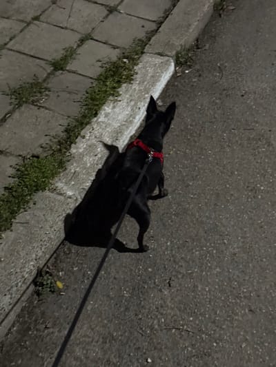 A black dog, viewed from the rear, stands on a dark grey asphalt surface adjacent to a light grey concrete curb. The dog wears a red harness, from which a black leash extends downwards and out of the frame to the lower left. To the left of the curb, a sidewalk composed of square concrete slabs is visible, with green vegetation growing between the cracks. A long shadow of the dog is cast onto the sidewalk, indicating a light source from the right. The scene is dimly lit, consistent with low-light or nighttime conditions in an urban environment. This scene is located in Cherven Bryag, Bulgaria.