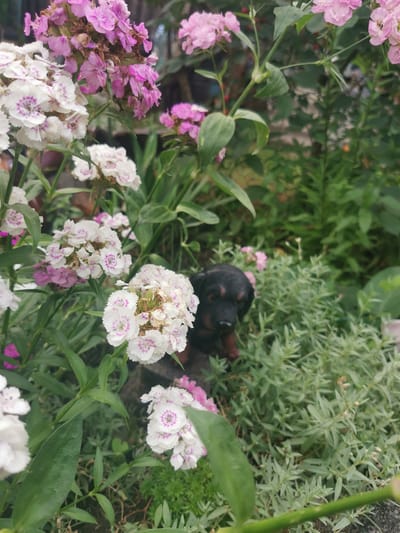 The image depicts a close-up view of a garden setting, with a focus on a small black and tan puppy partially hidden amongst pink and white flowers and green foliage. The puppy's head is visible, looking towards the camera. The flowers appear to be Dianthus, with delicate, fringed petals. The environment suggests an outdoor, natural setting, likely a backyard or park. There is no indication of the city of Vilne, Ukraine within the image or its context.
