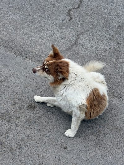 A medium-sized, mixed-breed dog with brown and white fur stands on a cracked asphalt surface. The dog is positioned in the center of the frame, viewed from directly above. Its head is turned to the left, and it appears to be looking upwards. The dog has expressive brown eyes and pointed, brown-tipped ears. Its fur is fluffy, with patches of brown on its head, back, and tail, contrasting with white fur on its chest, legs, and the tip of its tail. One of its front legs is extended forward, and the other is bent. The asphalt surface is textured with small stones and has visible cracks and a slight sheen in some areas, suggesting it might be damp. The lighting appears to be natural, casting subtle shadows, indicating it is daytime. There are no people, visible text, or specific landmarks to suggest the exact location beyond the general context of Kant, Kyrgyzstan. The overall impression is that of a common street dog on a day out.