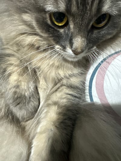 This is a close-up, eye-level, portrait-oriented photograph of a fluffy, grey and tan tabby cat. The cat is lying down, with its head tilted slightly downwards. Its large, golden-yellow eyes are partially visible, with black pupils. The cat's fur is long and appears soft. White whiskers are prominent on its muzzle. The background consists of a striped pillow or blanket with bands of white, pink, and blue. The image quality is slightly grainy. There is no discernible location in the city of Rybinsk, Russia, or any other specific environmental details. The image is focused on the cat's face and upper body.