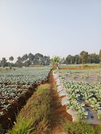 The image depicts an agricultural field, likely located in Bellanneoya, Sri Lanka, characterized by rows of green crops. On the left side, an expanse of young plants with broad, light green leaves stretches towards the horizon. They are planted in dark brown soil with visible furrows. A narrow, winding dirt path separates this section from another field on the right.
The right side of the image features a different crop, also with light green, leafy plants, but these are more mature and appear to be growing under a covering of transparent plastic sheeting, common in modern agricultural practices. The plastic is laid out in long strips, with the plants emerging through circular holes.
In the background, a line of trees, including some taller pine-like trees, marks the edge of the cultivated area. A few structures, possibly small buildings or sheds, are visible amongst the trees. The sky is a pale, washed-out blue, indicating daylight, possibly early morning or late afternoon given the soft lighting. There are no people or animals visible in the frame. The overall impression is one of a working farm, with crops meticulously arranged and managed.