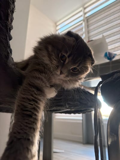 A Scottish Fold cat is perched on a dark gray, multi-tiered cat tree in an indoor setting. The cat is facing the camera, with its head tilted slightly downwards and its front left paw extended forward. The cat has gray and brown tabby markings, with large, amber eyes and folded ears. The cat tree has a textured surface and appears to be made of fabric and wood. In the background, there are horizontal blinds on a window, through which sunlight is entering, casting shadows. There are also some indistinct objects visible in the background, including what appears to be a white plastic bag. The overall lighting is bright, with a strong backlight coming from the window. There are no people visible in the image. The scene is likely a domestic environment, possibly a living room or bedroom.