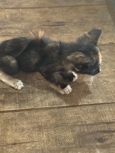 A tortoiseshell kitten is lying on a wooden surface. The kitten's fur is a mix of black, brown, and orange. Its paws are white, and its whiskers are long and white. The wooden surface appears to be made of planks with visible grain and some wear. The background is blurred, suggesting the focus is entirely on the kitten. The environment appears to be indoors or on a covered outdoor surface, given the lighting and texture of the wood. The image does not contain any information about its location in Ta', Indonesia.