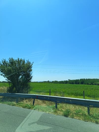 The image captures a roadside view under a clear blue sky. In the foreground, a paved road is visible on the left, with a metal guardrail separating it from a grassy verge. Beyond the verge, a lush green field stretches into the distance, bordered by a line of trees. A solitary tree stands prominently to the left of the field. The overall scene suggests a rural or suburban environment.