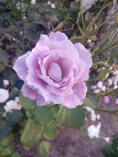 A close-up, eye-level shot features a pale lavender rose in full bloom, its petals layered and delicate. The rose is the primary subject, positioned slightly left of center. It is surrounded by blurred green foliage and thin, dried stems, suggesting an outdoor setting like a garden or park. In the background, out-of-focus white and pink flowers are visible, along with a textured ground that could be soil or gravel. The lighting is soft, possibly indicating it was taken during dusk or dawn, casting a gentle glow on the rose. This scene is likely located in Mykolaiv, Ukraine, a city known for its botanical gardens and parks.