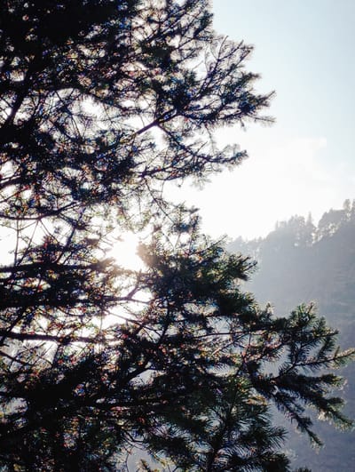The image shows a close-up view of the branches and needles of a pine tree, silhouetted against a bright sky. The sun is visible through the foliage, creating a lens flare effect and casting dappled light. In the background, a hazy mountain landscape can be seen, with a dense forest covering its slopes. The overall impression is one of a serene, natural setting, likely a mountainous region. The location is stated to be Kothi, India, which is a popular tourist destination in the state of Himachal Pradesh, known for its natural beauty and proximity to the Himalayas.