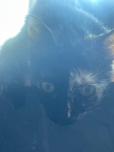 The media file is a close-up, somewhat blurry photograph of a tortoiseshell cat's face. The cat is positioned diagonally, with its head tilted downwards and to the right. Its fur appears to be a mix of black, brown, and lighter shades, typical of a tortoiseshell pattern. The cat's eyes are visible, one appearing to be a greenish-yellow. The lighting in the image is uneven, with a bright light source on the left side causing a significant glare and overexposure in that area, obscuring details of the cat's ear and fur. The background is dark and indistinct, making it difficult to determine the setting. The overall mood is somewhat mysterious due to the low light and blurriness. No text is visible in the image. The location context is Uvarovo, Russia, though there are no visual cues in the image to confirm this.