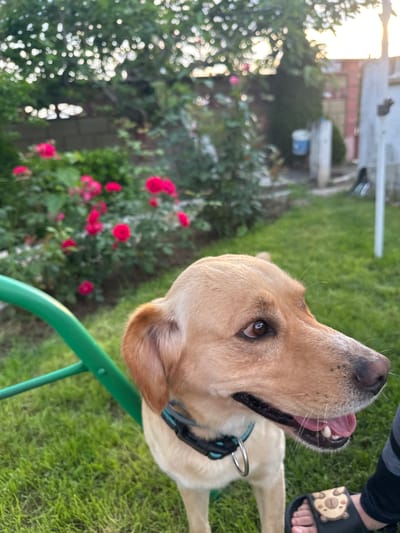 An outdoor scene in the city of Byala, Bulgaria, depicts a tan-colored dog standing in a grassy area. The dog, a possible Labrador or mix, is positioned in the foreground, facing right with its head slightly turned towards the viewer. It has dark brown eyes, a black nose, and its mouth is slightly open, revealing a pink tongue and white teeth. A black collar with a light blue lining and a silver D-ring is around its neck. In the bottom right corner, a human foot wearing a black slide sandal with a light brown teddy bear design is partially visible, positioned near the dog's lower jaw. To the left of the dog, a bright green metal frame or bar extends diagonally. The mid-ground features a vibrant bush of pink and red roses in bloom, surrounded by green foliage. The background consists of a blurred canopy of green trees and leaves, with indications of natural lighting suggesting late afternoon or early evening. Further back on the right, a light-colored vertical pole stands in front of a partially visible red building, and a white bucket with a blue rim is hanging on a wall or post. A light-colored fence or wall is also discernible behind the roses in the middle-left background.