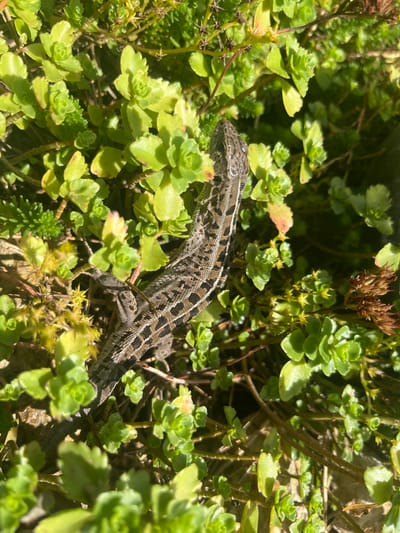 A close-up, overhead shot shows a lizard resting on green succulents. The lizard, with its head to the left, displays a brown and black patterned scales. The succulents are densely packed, with some showing reddish-brown hues on their leaves. The lighting suggests a bright, sunny day. The location is the village of Starozhivotinnoe, Voronezh Oblast, Russia.