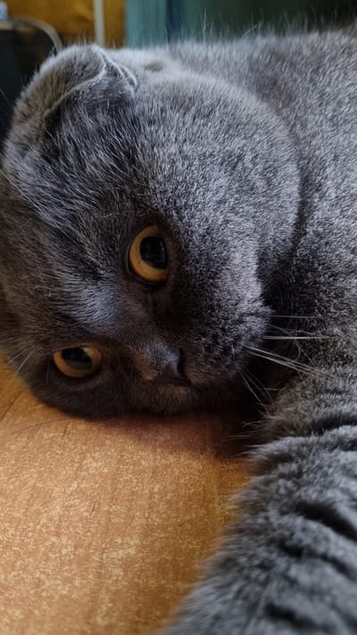 A close-up, eye-level, full shot shows a grey Scottish Fold cat lying on its side on a light brown, textured surface. The cat's head is tilted and its large, round, yellow eyes are looking directly at the camera. The cat's ears are folded forward, and its grey fur is thick and soft. The background is blurred and shows a hint of yellow and green. The image is sharp and well-lit, capturing the fine details of the cat's fur and facial features. The location in Vysokoe, Russia is not visible in the image.