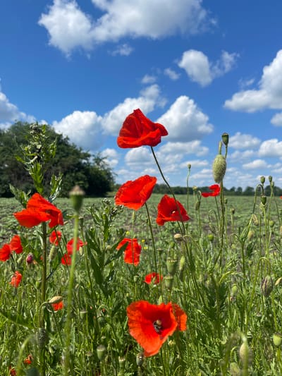 In a field of vibrant red poppies, set against a brilliant blue sky dotted with fluffy white clouds, the lush green stems and leaves of numerous poppy plants are visible. Some poppies are in full bloom, their delicate red petals unfurling, while others are still in bud or have developed seed pods. The foreground features several prominent red poppies, one of which has a bee resting on its petals. In the background, a line of green trees marks the horizon, beyond which a field of what appears to be crops stretches into the distance. The scene evokes a sense of natural beauty and tranquility. The image is believed to have been captured in the city of Popasne, Ukraine.