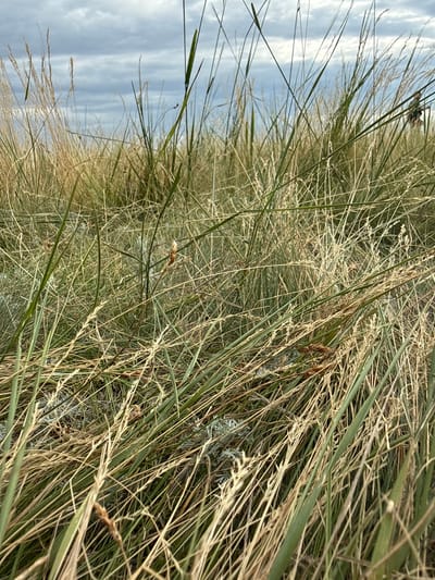 This media file shows a close-up, low-angle view of tall, dry grass swaying in the wind against a cloudy sky. The grass is predominantly golden brown with some green blades interspersed. The texture of the grass is rough and dry, with individual stalks varying in thickness and length. Some of the grass heads are feathery and wispy, while others are thicker and more compact.
The scene is likely outdoors, given the natural elements of grass and sky. The lighting suggests it is either early morning or late afternoon, with the sun casting a soft, diffused light. The sky is overcast with streaks of lighter clouds, indicating a possibly mild or cool day. There are no visible people or man-made objects in the frame, emphasizing the natural environment.
The orientation of the image is tilted, giving a sense of movement and the dynamic nature of the wind. The focus is on the texture and form of the grass, with the background sky providing a contrast in color and texture. The overall impression is one of a natural, wild landscape, possibly a meadow or a field in Kazakhstan, given the location context. There is no visible text in the image.