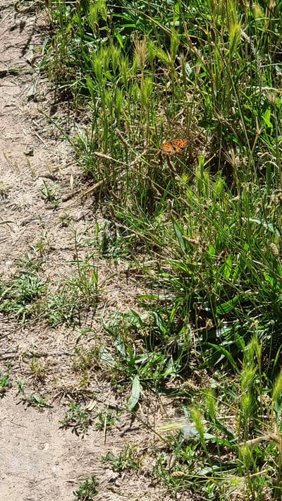 A butterfly with orange and black markings rests on a blade of green grass in a sunlit area. The butterfly is situated in the mid-ground of the image. In the foreground, a patch of dry, sandy soil is visible, interspersed with small green plants. The background is filled with lush green grass and other vegetation, some of which has seed heads. The scene appears to be an outdoor environment, possibly a natural area or park within Montagut i Oix, Spain.