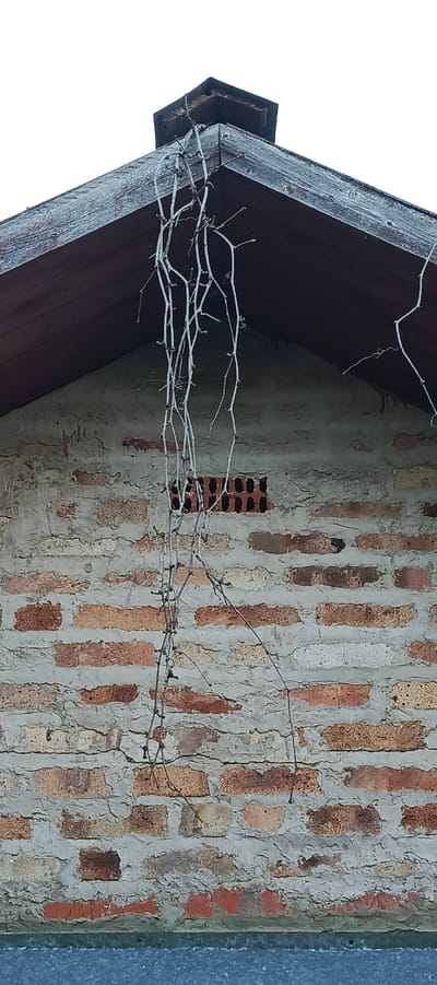 The image shows a close-up of a brick wall under a wooden roof overhang, with dry, leafless vines hanging down in the foreground. The brick wall is constructed with a mix of red and yellowish-brown bricks, with visible mortar. A rectangular opening, possibly a vent, is present in the wall, filled with a darker material. The wooden roof is dark brown and weathered, with visible grain and some rough texture. The sky in the background is overcast and white. The scene appears to be outdoors, with no people or animals visible. The overall impression is one of a rustic or aged structure.