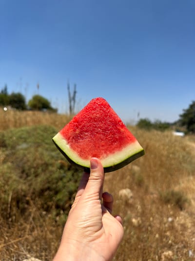 A hand holds a slice of watermelon in front of a blurred background of dry grass and greenery under a clear blue sky. The watermelon slice is triangular, with bright red flesh and a thin green rind. The hand is fair-skinned and has a ring on one finger. The background suggests an outdoor, possibly rural or park-like setting in Mate Yehuda Regional Council, Israel, indicated by the vegetation and the bright, sunny weather.