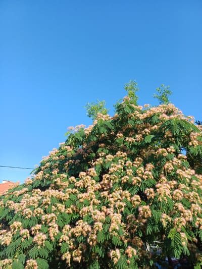 In the city of Cheshnegirovo, Bulgaria, a large, flourishing Persian silk tree (Albizia julibrissin) dominates the frame, its canopy bursting with delicate, pinkish-white blossoms against a clear, bright blue sky. The tree's feathery foliage provides a lush green backdrop to the abundant flowers. In the lower left corner, the terracotta roof of a building peeks out, suggesting a residential area. A thin electrical wire is visible stretching across the sky above the roofline. The scene is bathed in natural sunlight, casting subtle shadows within the dense foliage. The image captures a tranquil, outdoor moment on a clear day.