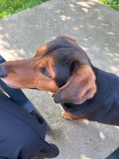 A high-angle close-up shot of a brown and black dachshund-type dog looking down. The dog is standing on a concrete surface with dappled sunlight. A person's leg, clothed in dark pants, is visible in the lower right corner, near a dark object, possibly a chair leg. A patch of grass is seen in the lower left corner. The location is not identifiable as Lehchevo, Bulgaria based on the visual information provided.