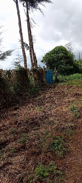 The image depicts an outdoor scene in Gatakaine, Kenya, under an overcast sky. The foreground consists of dry, brown ground cover mixed with sparse patches of green vegetation and exposed soil, suggesting recently disturbed or dry terrain. In the midground, a dense, overgrown hedge or natural barrier of green and brown foliage extends horizontally across the frame. Centered within this barrier is a narrow, vertical structure or gate, approximately two meters tall, painted a distinct blue color. This blue structure appears to be a passage point through the dense vegetation. The background features several tall, slender tree trunks with minimal upper foliage on the left, extending towards a light grey, cloudy sky. To the right, a large, rounded tree with dense green foliage is visible. No individuals, animals, or active interactions are present in the scene.