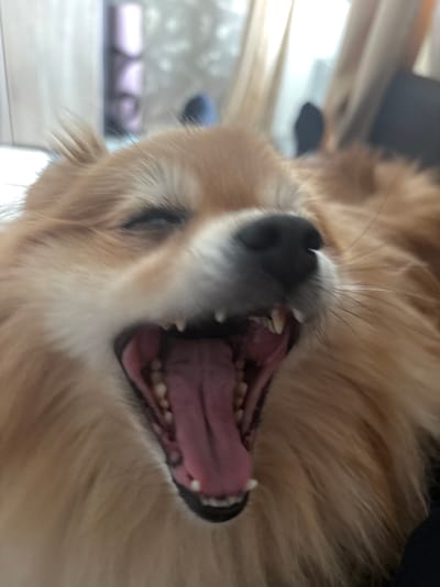 This close-up, low-angle shot shows the mouth of a light brown dog, likely a Pomeranian, with its mouth wide open as if yawning or panting. The dog's tongue is a vibrant pink, and its teeth are visible. Its fur is fluffy and golden brown. The background is blurred but appears to be indoors, with hints of furniture and possibly a window with a soft, diffused light suggesting daytime. There are no people, visible text, or specific weather cues. The overall impression is an intimate glimpse into the dog's expression, conveying a sense of relaxation or perhaps mild exertion. The location context of Murino, Russia, doesn't provide further specific visual cues from the image itself.