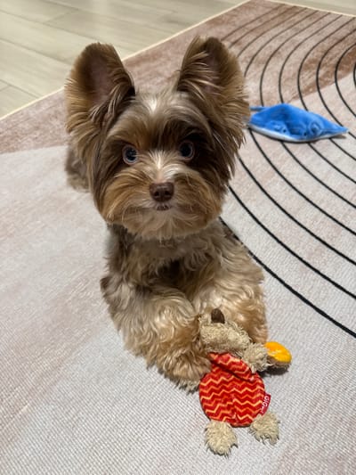 A small, fluffy brown and tan Yorkshire Terrier is lying on a light-colored rug with a patterned design. The dog is looking directly at the camera with large, dark eyes and has prominent ears. It is holding a small, plush toy bear with a red and yellow zig-zag pattern on its body and yellow feet and face. A blue, manta ray-shaped toy is visible in the background on the rug. The floorboards of a room are visible behind the rug. The scene is indoors, with no indication of the city of Thủ Đức, Vietnam.