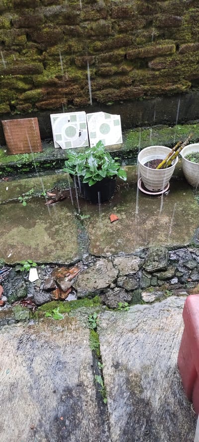 The image shows a concrete patio in Kecamatan Lawang, Indonesia, at the coordinates provided. The patio is wet and covered in moss. There are two potted plants: one with green leaves and one with a brown stalk-like plant. The potted plants are on the patio in front of a brick wall with moss. There is a crack in the concrete floor. The patio is surrounded by a brick wall covered with moss and greenery. Rain is falling.