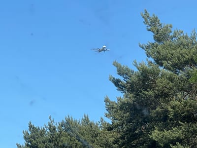 A commercial airplane is captured in mid-flight against a clear blue sky. The aircraft is oriented slightly downwards, with its landing gear extended, suggesting it is in the process of landing. The plane is white with dark accents and appears to be a narrow-body jet. In the foreground and right side of the image, the lush green branches of evergreen trees, likely pine or fir trees, obscure portions of the sky. The overall scene depicts a bright, sunny day with the airplane as the central focus in the sky, framed by the natural elements of the trees. The specific location in Frankfurt, Germany, is not discernible from the visual information present in the image.
