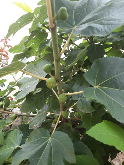 The image shows a close-up of a fig tree branch laden with several small, green figs. The leaves are large, dark green, and deeply lobed, typical of a fig tree. The figs are round and appear to be in an early stage of development. The branch is a light brown color and has a slightly fuzzy texture. The background is a blur of more green leaves and some lighter areas that could be sky or a wall. The overall impression is of a healthy, fruit-bearing tree in a natural setting. There is no visible text in the image. The time of day and weather are not discernible from the image, but the bright green of the leaves suggests it is daytime and likely a season with sufficient sunlight for growth. The location context provided is Gudermes, Russia, which implies this is an outdoor scene.