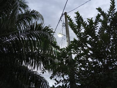 A streetlamp glows brightly on a cloudy day, suspended from a concrete pole covered in tangled electrical wires. The lamp is framed by the dark green fronds of a palm tree on the left and the lush leaves of another tree on the right, obscuring much of the sky. The scene appears to be outdoors, likely in a tropical or subtropical region, given the vegetation. There are no people visible in the image. The setting suggests a residential area or a street in Buketteukuh, Indonesia, where such infrastructure and flora are common.