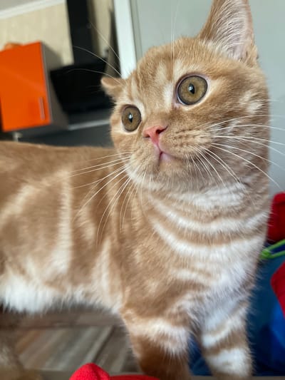 An orange tabby kitten is the subject of this close-up, eye-level photograph. The kitten is positioned to the left of the frame, with its body angled away from the camera and its head turned to the right, looking off-frame. The kitten has large, round, amber eyes with dark pupils, a small pink nose, and prominent white whiskers. Its fur is a mix of orange and cream, with distinct tabby markings. In the background, to the left, a bright orange cabinet is visible, and to the right, there are out-of-focus objects including what appears to be a blue bin and some red fabric. The setting is indoors, with a light-colored wall in the upper right quadrant of the image. There is no indication of the kitten's location within the city of Kommunarka, Russia, as no identifying landmarks or contextual elements are present in the photograph.