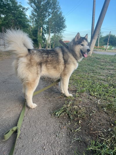 An Alaskan Malamute dog stands on a paved path in Nikopol, Ukraine. The dog is light brown and white with dark markings around its eyes and ears. It is wearing a brown collar and a green leash. The dog is looking up and to its left with its tongue out, appearing happy and energetic.
The scene is outdoors during the daytime. The sky is blue with some clouds. There are trees and some houses in the background, suggesting a residential area. The ground is a mix of pavement and dirt with some grass and weeds growing in the dirt. Power lines are visible in the background, stretched between poles. The overall impression is a casual walk on a sunny day. There is no visible text in the image.